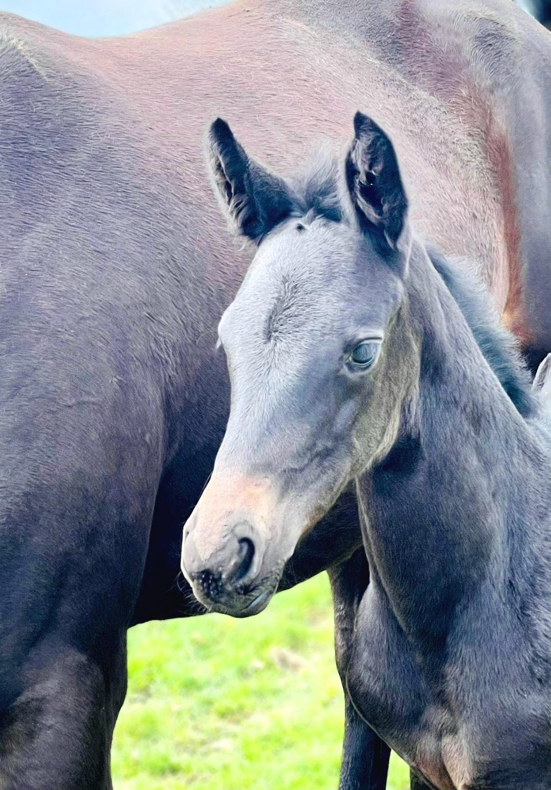 Foal photograph · 2023