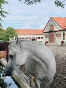 Michałów National Stud – photo 1