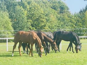 Horses at Róznowo Trakehner Stud