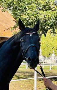 Liski Stud – photo 4