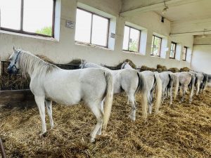 Michałów National Stud – photo 2