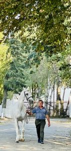 Liski Stud – photo 3