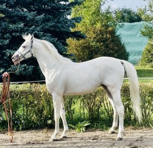 Walewice Stud – photo 7