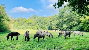 Konik horses