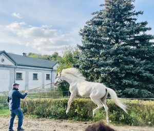 Walewice Stud – photo 6