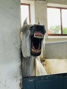 Michałów National Stud – photo 4
