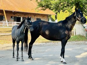 Liski Stud – photo 5