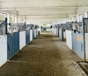 Michałów National Stud – photo 3