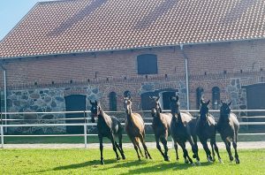 Horses at Róznowo Trakehner Stud