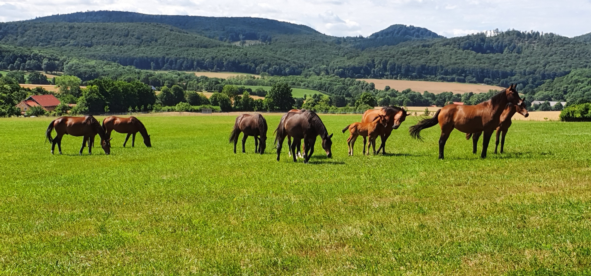 Stuten und Fohlen auf den Weiden des Sieberthofs