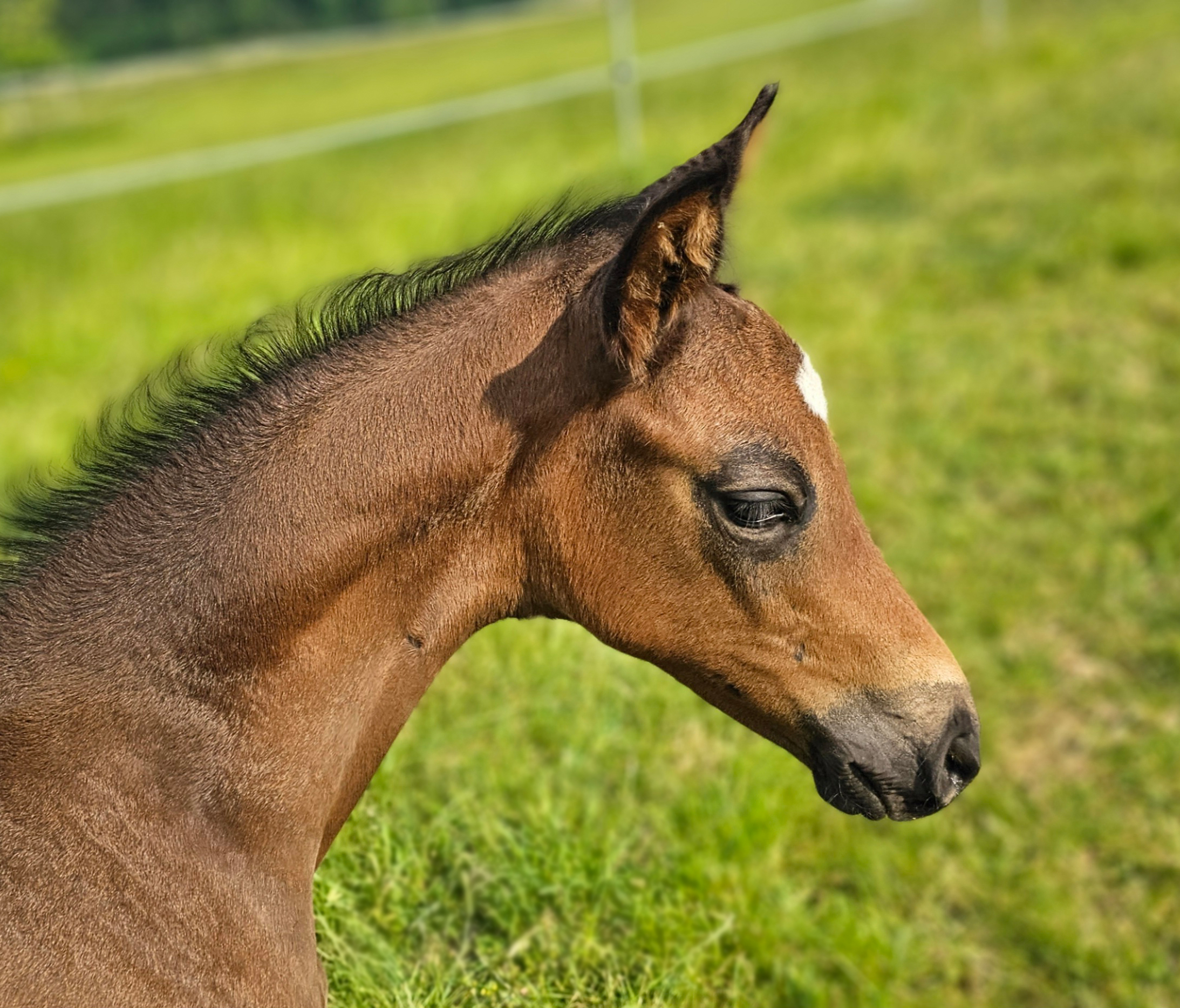 Foal photograph · 2023
